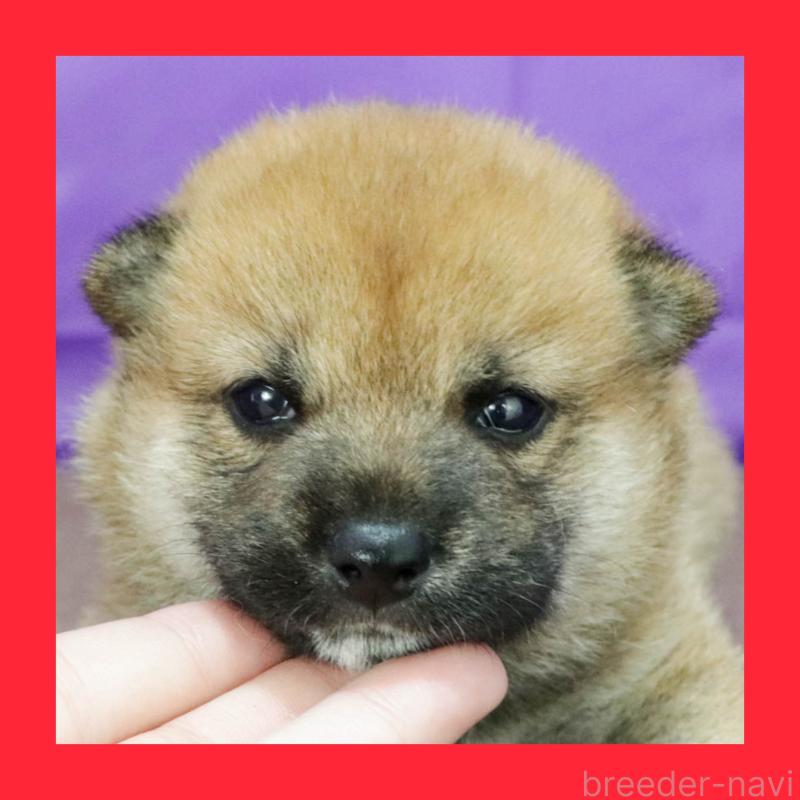 販売中の愛知県の柴犬-400969